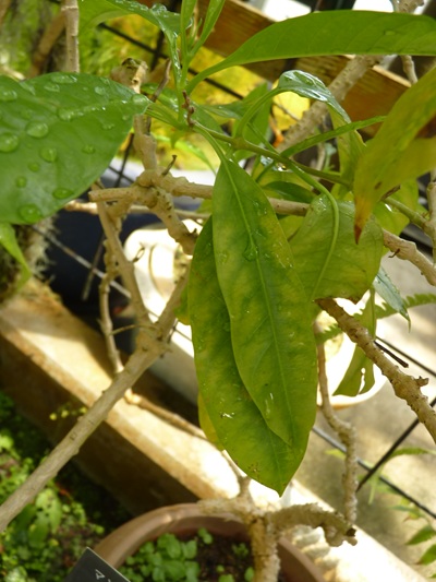 w004460kanadu69ab