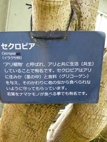w004460kanadu70ab-1
