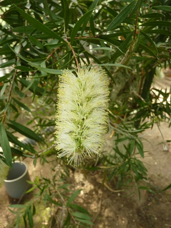 w004460kanadu71ab-1