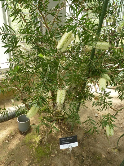 w004460kanadu71ab