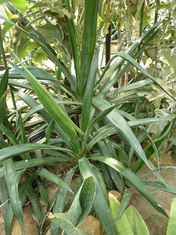w004460kanadu72ab-1