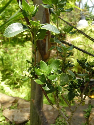 w004460kanadu73ab