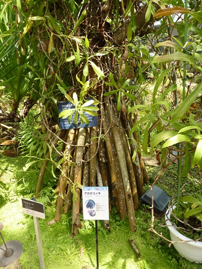 w004460kanadu74ab