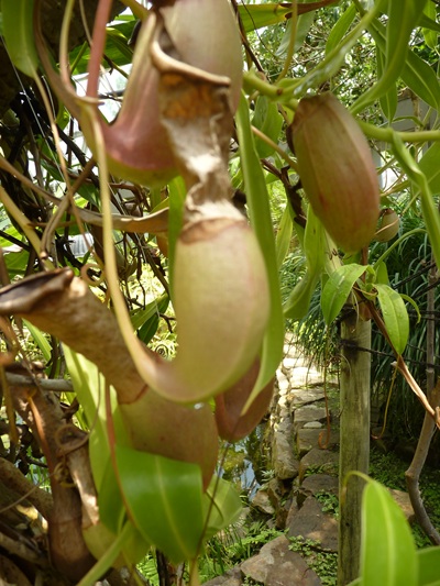 w004460kanadu75ab