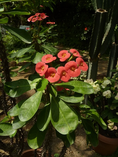 w004460kanadu76ab