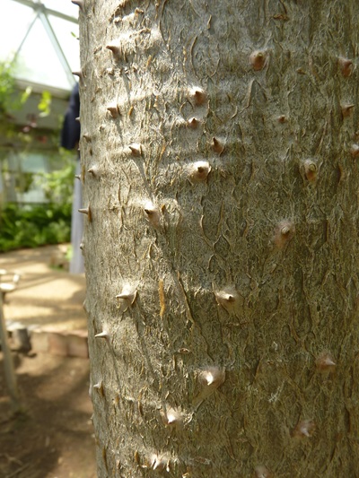 w004460kanadu77ab