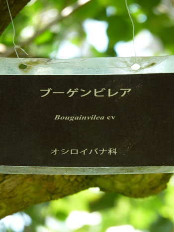 w004460kanadu78ab-1