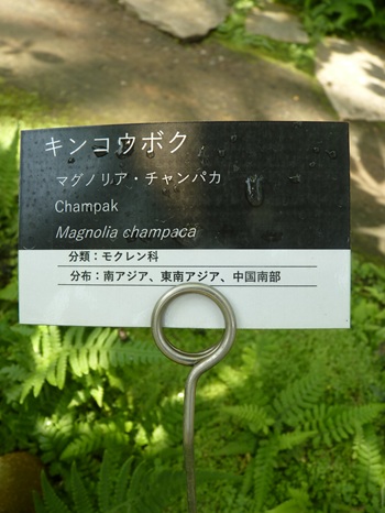 w004460kanadu79ab-2