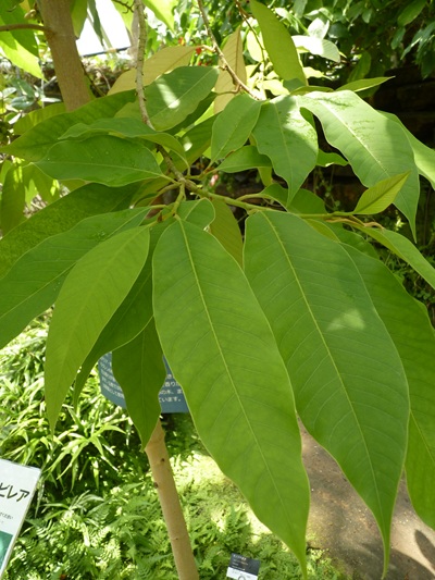 w004460kanadu79ab