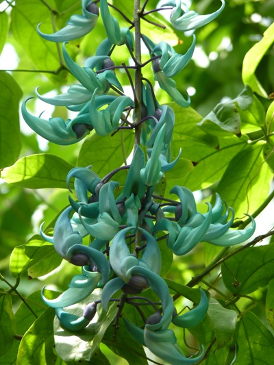 w004460kanadu80ab