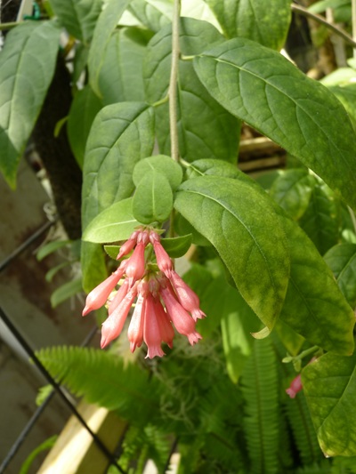 w004460kanadu81ab