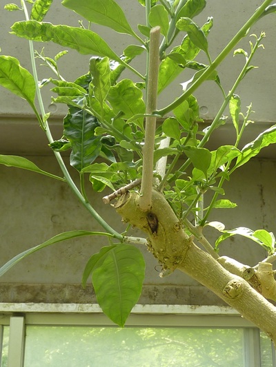w004460kanadu82ab