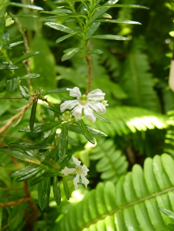 w004460kanadu83ab-1