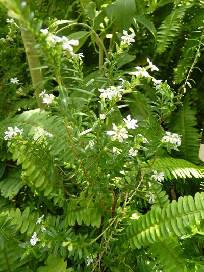 w004460kanadu83ab