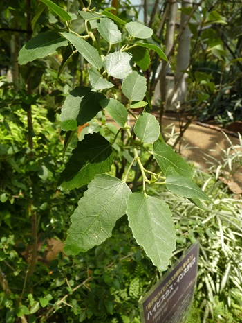w004460kanadu84ab-1