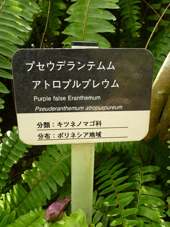 w004460kanadu85ab-2