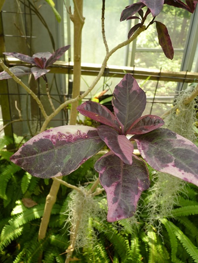 w004460kanadu85ab