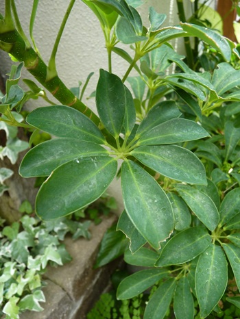 w004460kanadu86ab-1