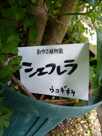 w004460kanadu86ab-2
