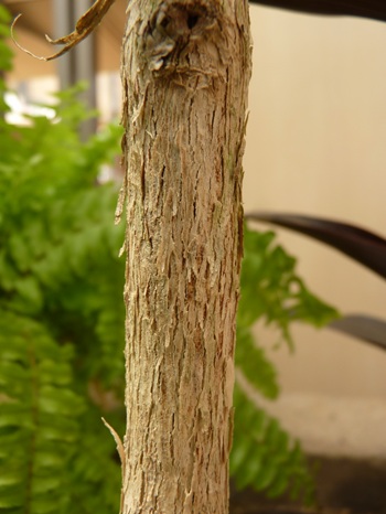 w004460kanadu87ab-1