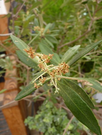 w004460kanadu88ab-1