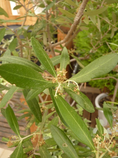 w004460kanadu88ab