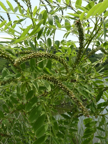 w004460kanadu95-1