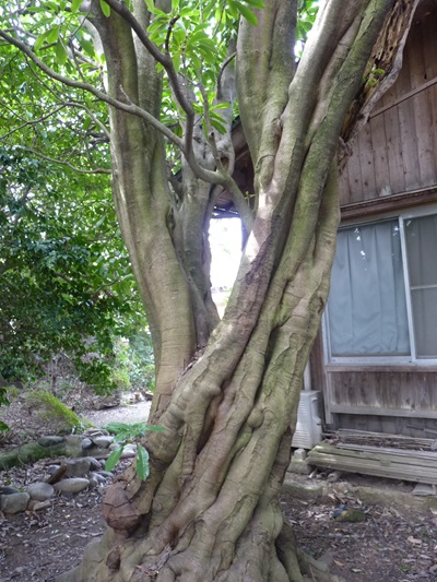 w004460kitagata