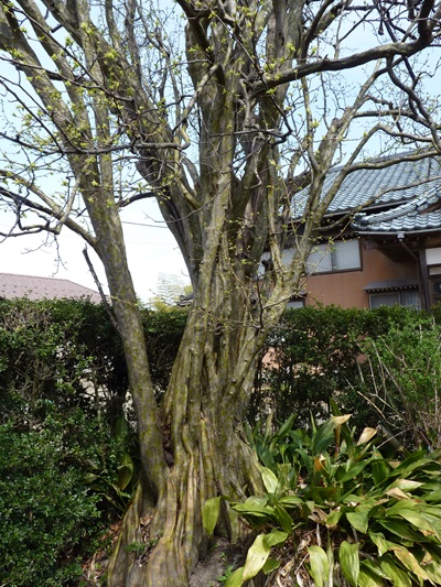 w004460kodosimogumi