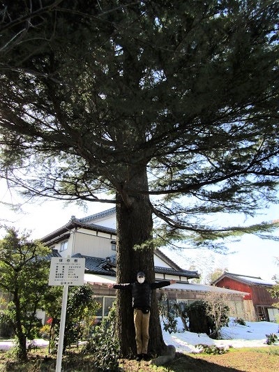 w004460odosimogumi