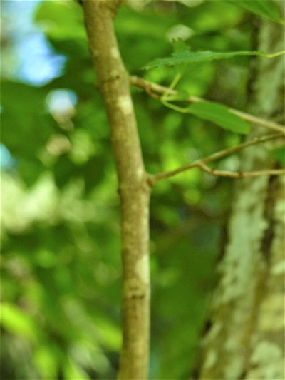 w004460siodani1-2