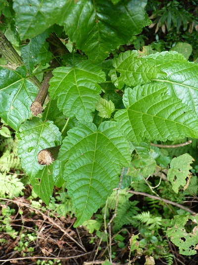 w004460siodani2-1