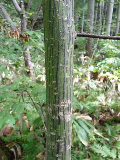 w004460siodani2-2