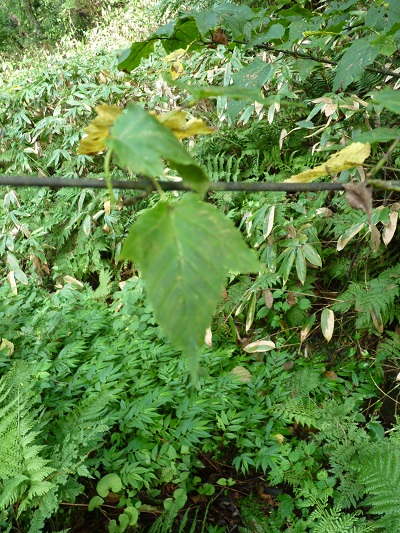w004460siodani2