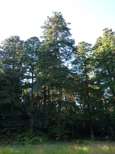w004460tai2