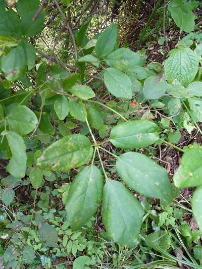 w004461nozumi4