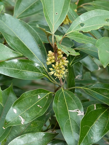 w004461nozumi6-1