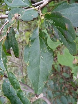 w004461nozumi7-1