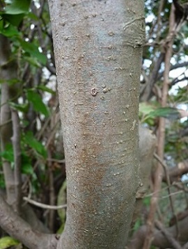 w004461nozumi7-4