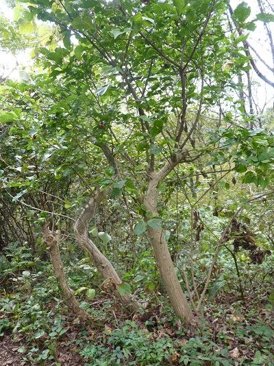 w004461nozumi8