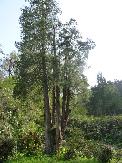 w004462aburaden