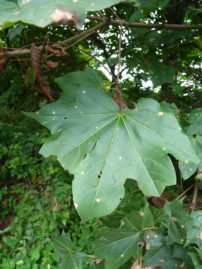 w004463betuyama1-1