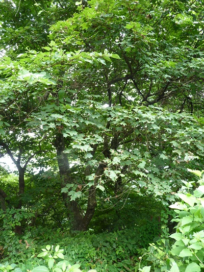 w004463betuyama1