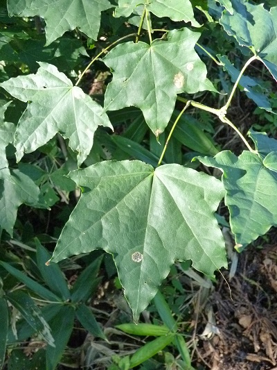 w004463betuyama2-1