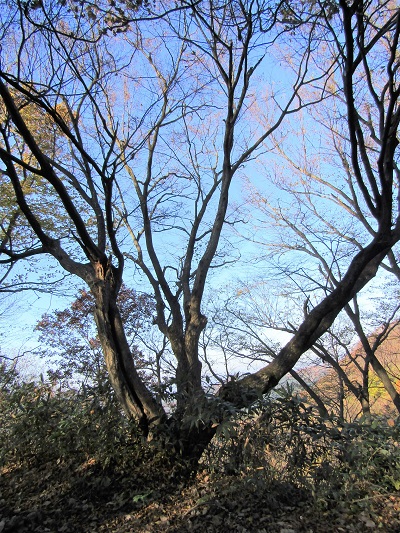 w004463tazawa1-2