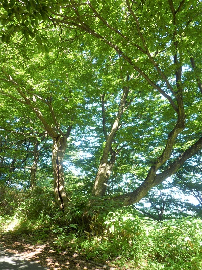 w004463tazawa1