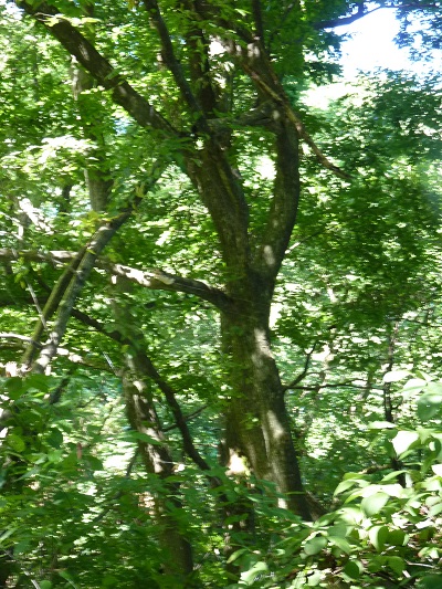 w004463tazawa2