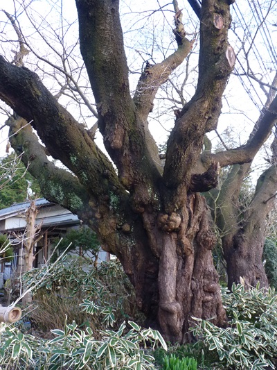 w004466ninotyou