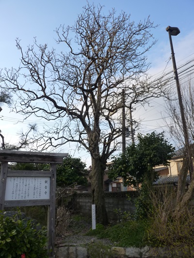 w004466sakanatyou