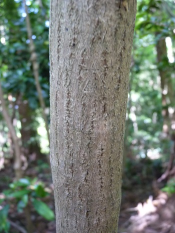 w004473katamati1-1